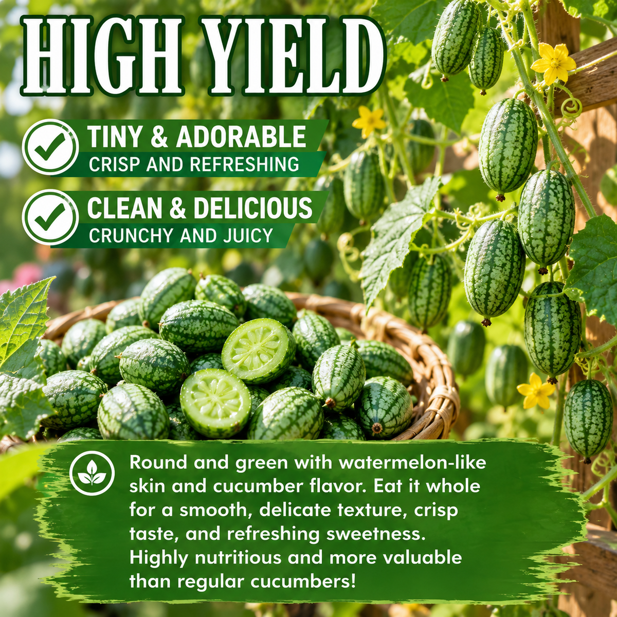 Thumb-sized watermelon seeds—the viral mini “superfruit” everyone is growing-Zack