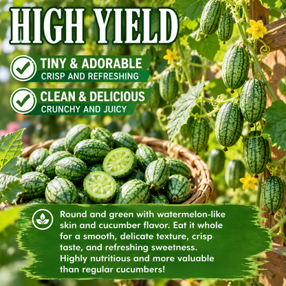 Thumb-sized watermelon seeds—the viral mini “superfruit” everyone is growing-Zack